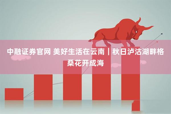 中融证券官网 美好生活在云南｜秋日泸沽湖畔格桑花开成海